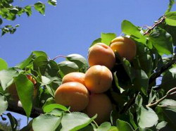 как размножить абрикос