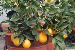как вырастить лимон дома?