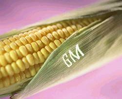 риски при выращивании генетически модифицированных продуктов и употреблении их в пищу