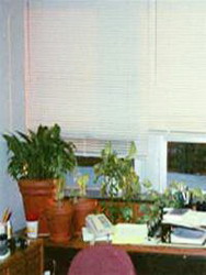 растения для офиса